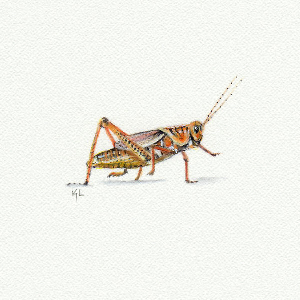 Grasshopper Miniature watercolor reproduction by Karen Libecap