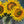 Load image into Gallery viewer, Sunflowers series #05
