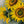 Load image into Gallery viewer, Sunflowers series #05
