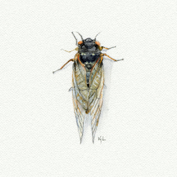 Cicada Miniature watercolor reproduction by Karen Libecap