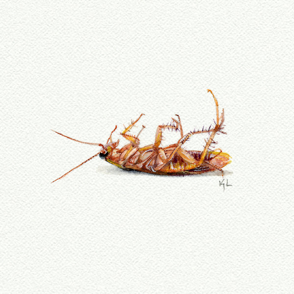 Cockroach Miniature watercolor reproduction by Karen Libecap