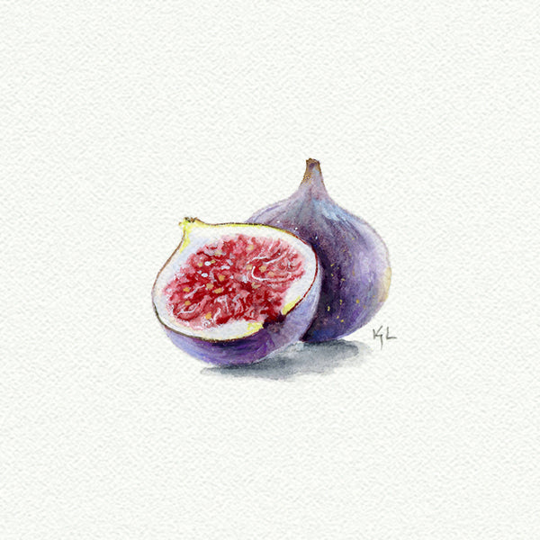 Fig Miniature watercolor reproduction by Karen Libecap