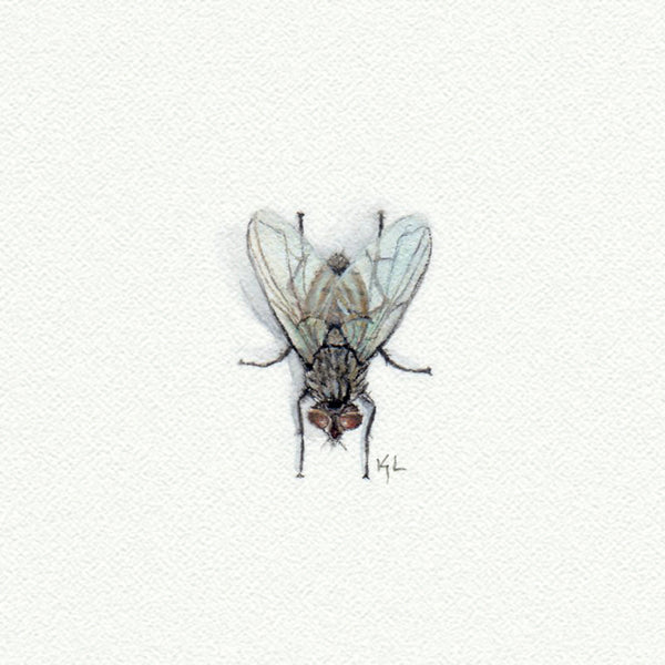 Fly Miniature watercolor reproduction by Karen Libecap