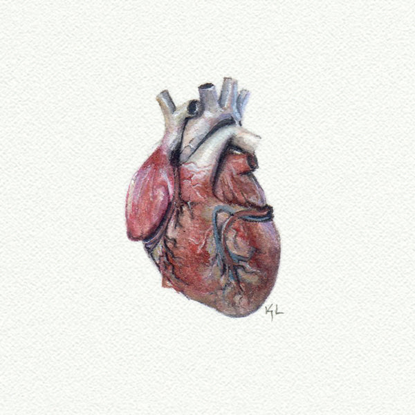 Heart Anatomical Miniature watercolor reproduction by Karen Libecap