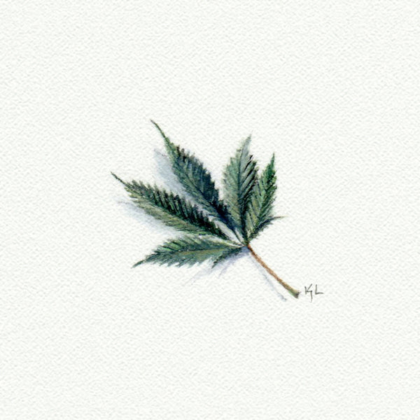 Marijuana miniature watercolor reproduction by Karen Libecap