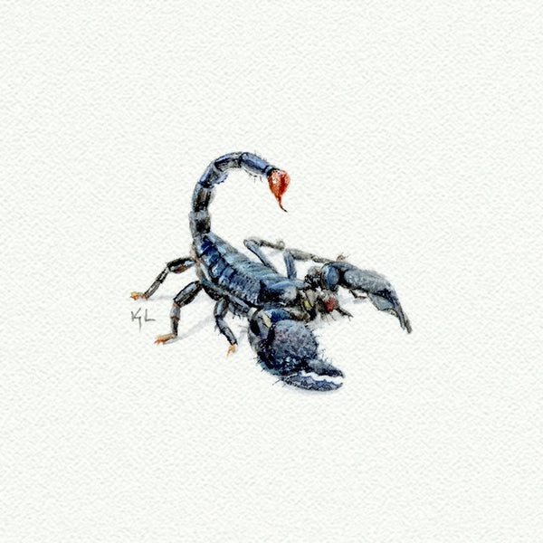 Scorpion miniature watercolor reproduction by Karen Libecap